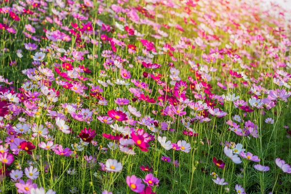 Rosa Och Röda Kosmos Blommor Trädgård Och Mjuk Fokus — Stockfoto