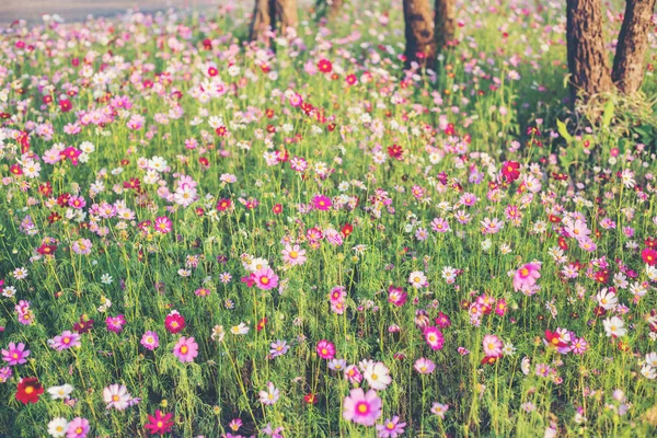 Rosa Och Röda Kosmos Blommor Trädgård Och Mjuk Fokus — Stockfoto