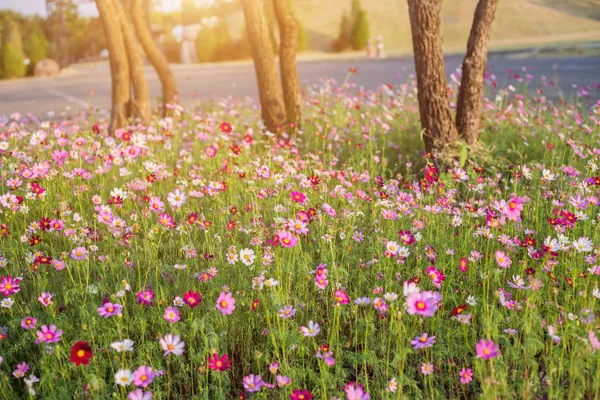 Rosa Och Röda Kosmos Blommor Trädgård Och Mjuk Fokus — Stockfoto