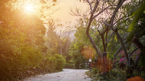 Sonbahar orman güneşte