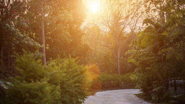 Sonbahar orman güneşte