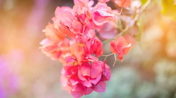 Bougainvillea Flores Textura Fondo Flores Rojas Buganvilla Vista Cerca Flor — Foto de Stock