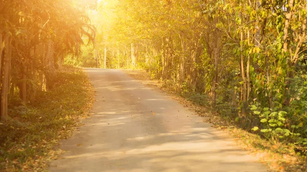 Sonbahar orman güneşte