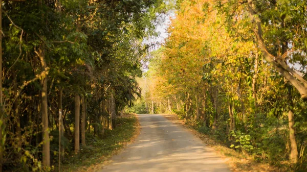 Sonbahar orman güneşte