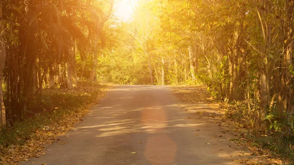 Sonbahar orman güneşte