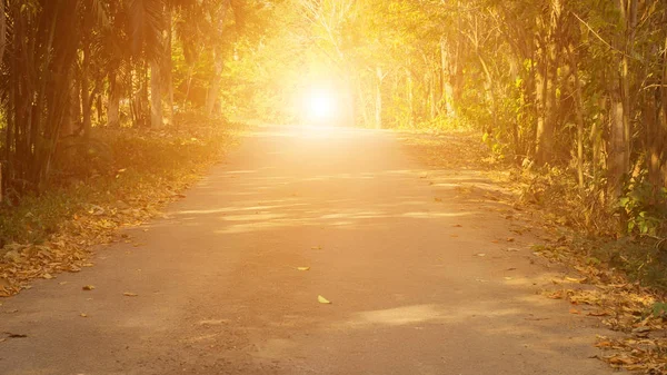 Sonbahar orman güneşte