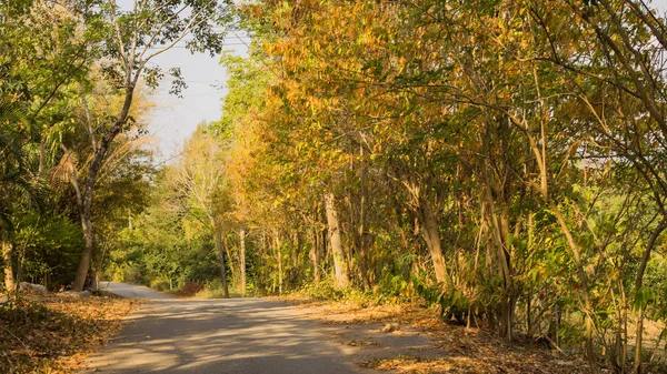 Sonbahar orman güneşte