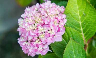 Bahçede çiçek açan Hydrangea macrophylla