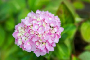 Bahçede çiçek açan Hydrangea macrophylla
