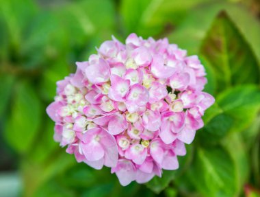 Bahçede çiçek açan Hydrangea macrophylla