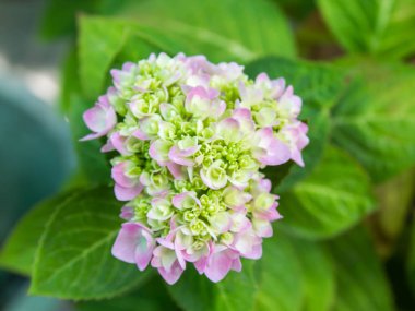 Bahçede çiçek açan Hydrangea macrophylla