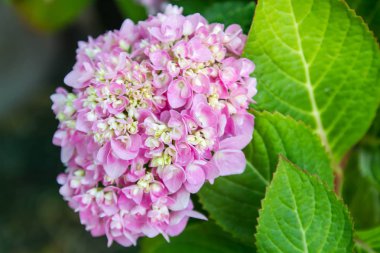 Bahçede çiçek açan Hydrangea macrophylla