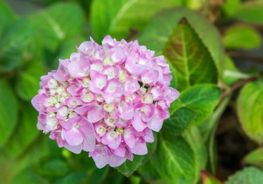 Bahçede çiçek açan Hydrangea macrophylla
