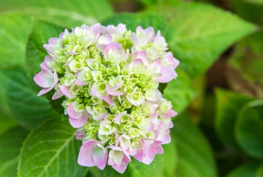 Bahçede çiçek açan Hydrangea macrophylla