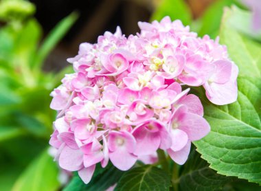 Bahçede çiçek açan Hydrangea macrophylla