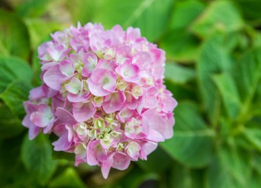 Bahçede çiçek açan Hydrangea macrophylla