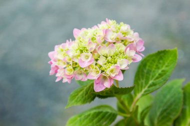 Bahçede çiçek açan Hydrangea macrophylla
