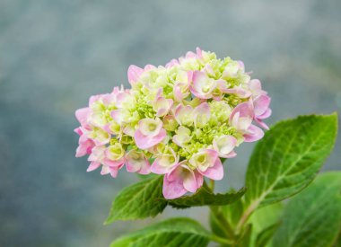 Bahçede çiçek açan Hydrangea macrophylla