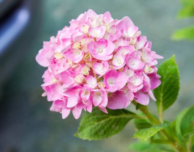 Bahçede çiçek açan Hydrangea macrophylla