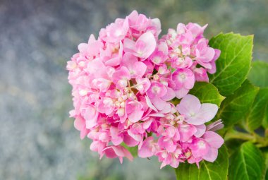 Bahçede çiçek açan Hydrangea macrophylla