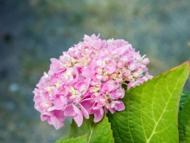 Bahçede çiçek açan Hydrangea macrophylla