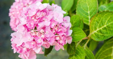 Bahçede çiçek açan Hydrangea macrophylla