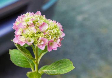 Bahçede çiçek açan Hydrangea macrophylla