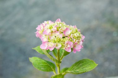 Bahçede çiçek açan Hydrangea macrophylla