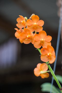 Orkide çiçek bahçesinde kış veya bahar günü kartpostal güzellik ve tarım fikir konsept tasarımı için.