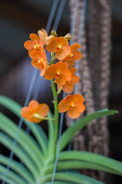 Orkide çiçek bahçesinde kış veya bahar günü kartpostal güzellik ve tarım fikir konsept tasarımı için.