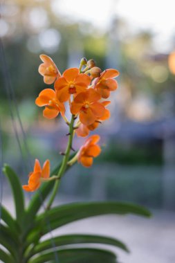 Orkide çiçek bahçesinde kış veya bahar günü kartpostal güzellik ve tarım fikir konsept tasarımı için.