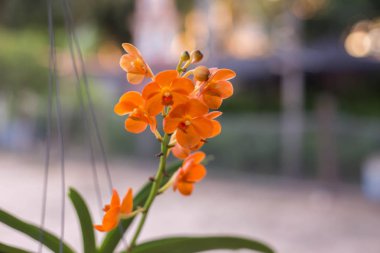 Orkide çiçek bahçesinde kış veya bahar günü kartpostal güzellik ve tarım fikir konsept tasarımı için.