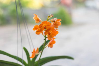 Orkide çiçek bahçesinde kış veya bahar günü kartpostal güzellik ve tarım fikir konsept tasarımı için.