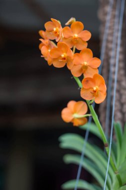 Orkide çiçek bahçesinde kış veya bahar günü kartpostal güzellik ve tarım fikir konsept tasarımı için.