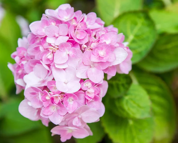 Bahçede çiçek açan Hydrangea macrophylla
