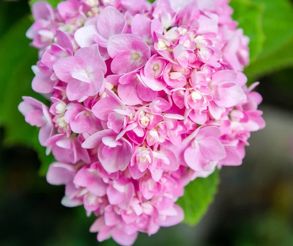 Bahçede çiçek açan Hydrangea macrophylla