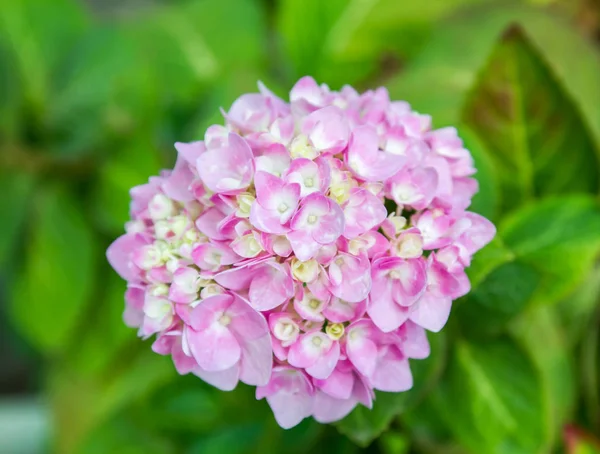 Bahçede çiçek açan Hydrangea macrophylla