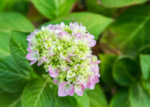 Bahçede çiçek açan Hydrangea macrophylla