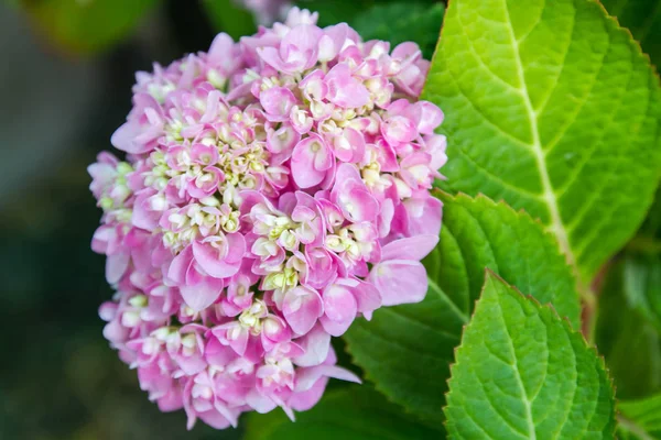 Bahçede çiçek açan Hydrangea macrophylla
