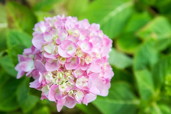 Bahçede çiçek açan Hydrangea macrophylla