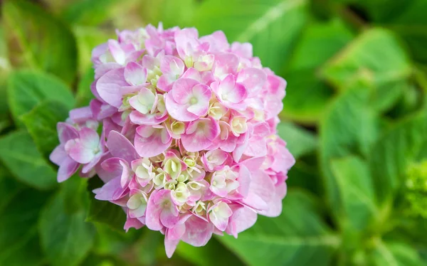 Bahçede çiçek açan Hydrangea macrophylla