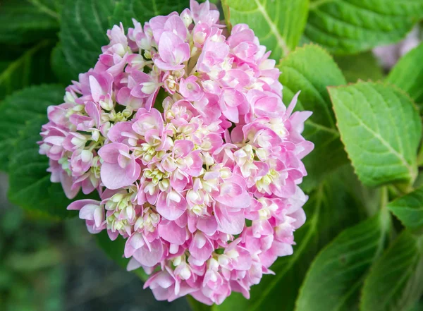 Bahçede çiçek açan Hydrangea macrophylla