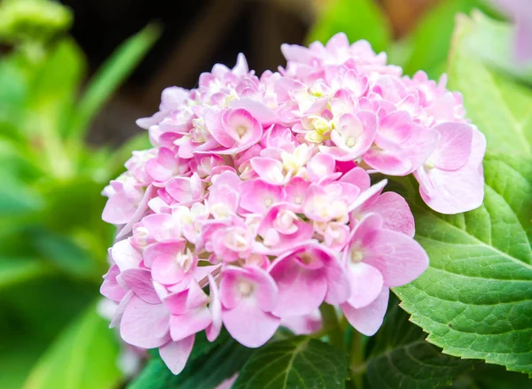 Bahçede çiçek açan Hydrangea macrophylla