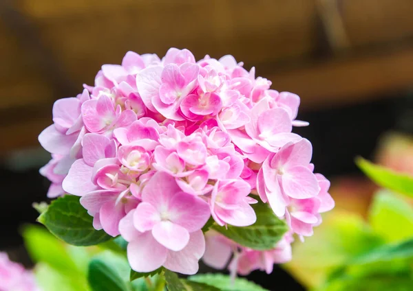 Bahçede çiçek açan Hydrangea macrophylla