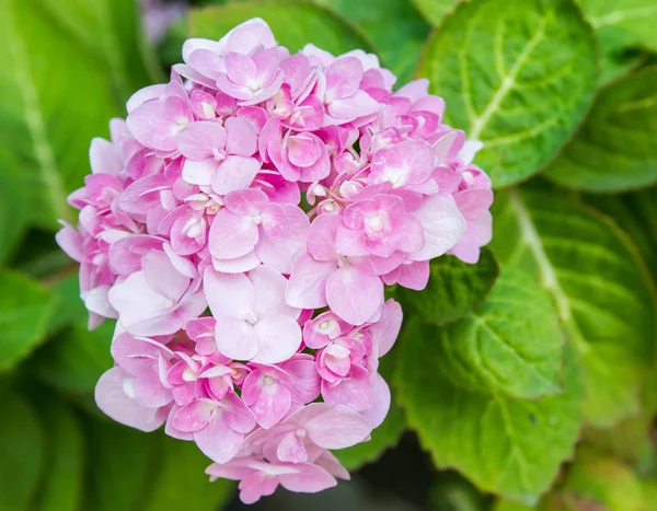 Bahçede çiçek açan Hydrangea macrophylla