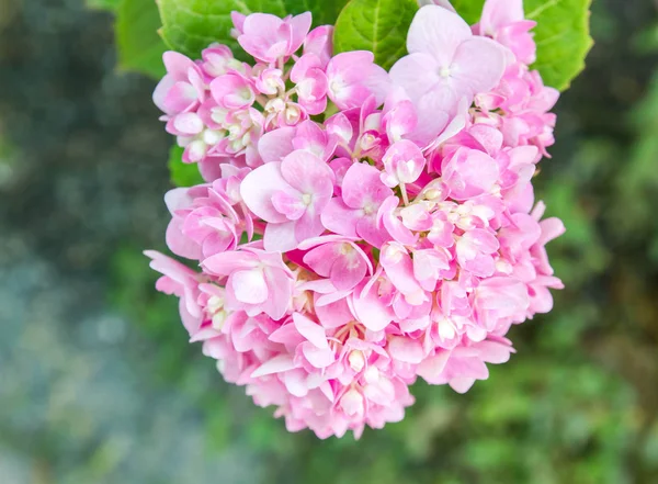 Bahçede çiçek açan Hydrangea macrophylla