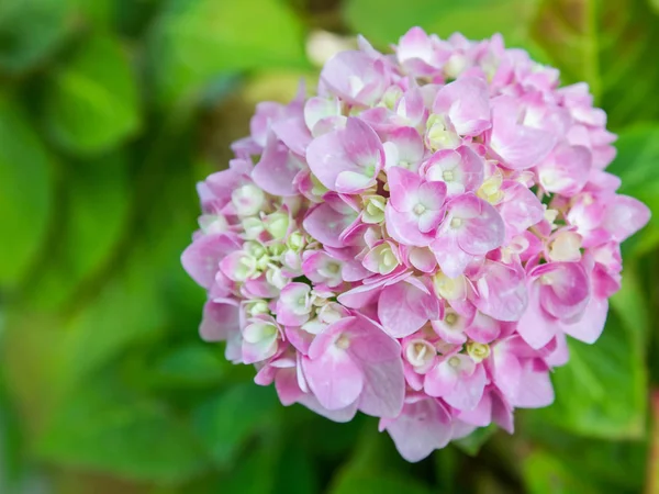 Bahçede çiçek açan Hydrangea macrophylla
