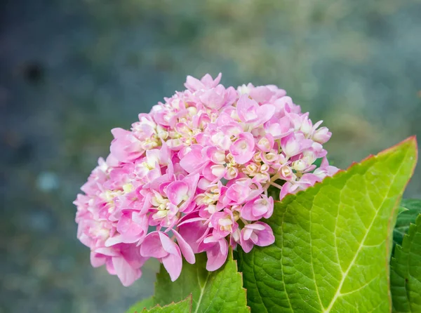 Bahçede çiçek açan Hydrangea macrophylla