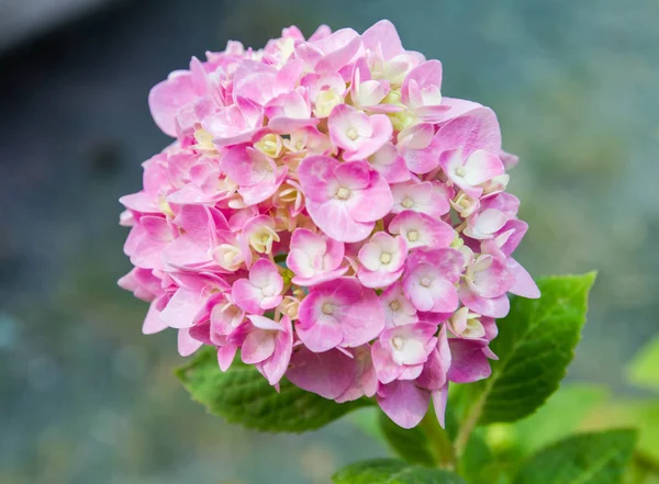Bahçede çiçek açan Hydrangea macrophylla