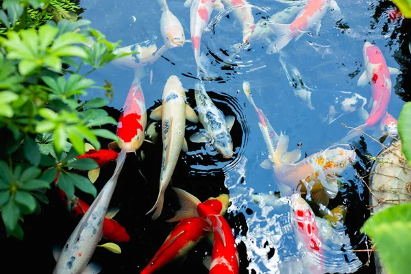 aquarium colourfull fishes in dark deep blue water